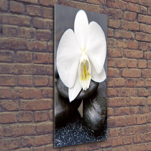 Staand foto plexiglas Orchidee en stenen
