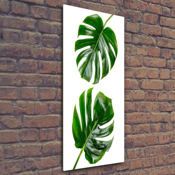 Staand foto op plexiglas Monstera