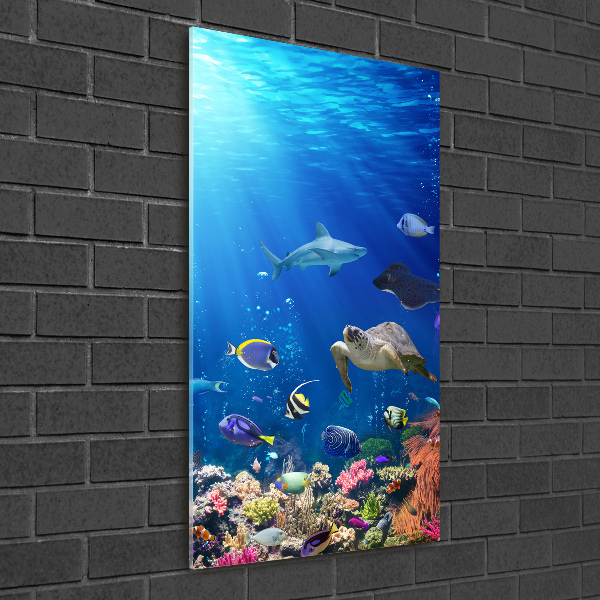 Staand foto plexiglas Koraalrif