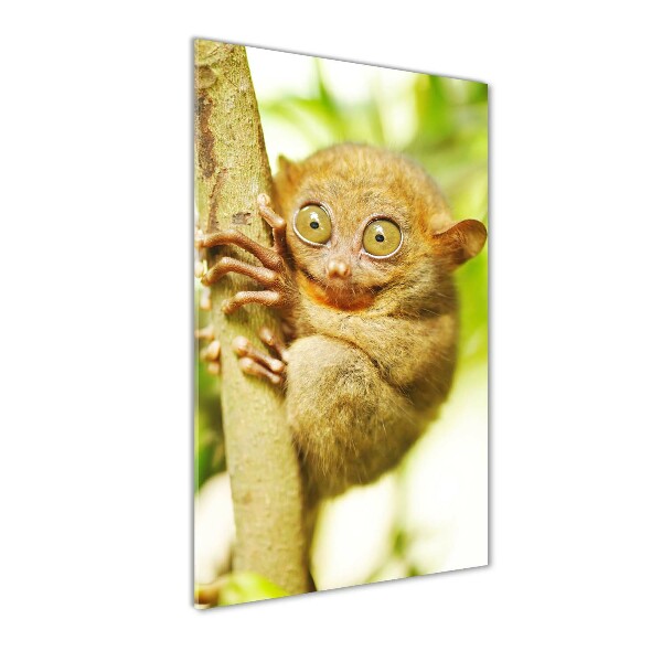 Staand foto plexiglas Spooktarsier