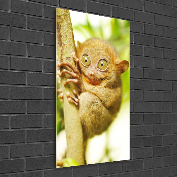 Staand foto plexiglas Spooktarsier
