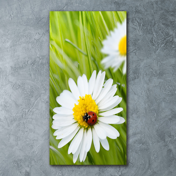 Staand plexiglas foto Madeliefjes