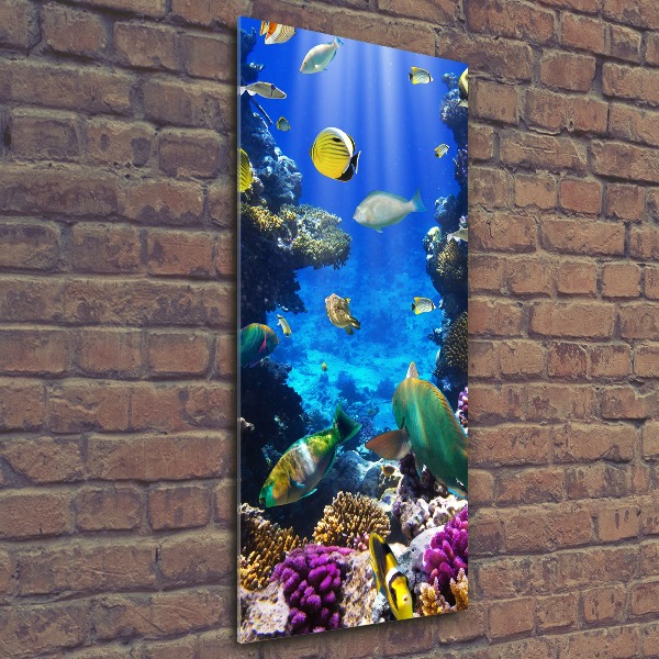 Staand plexiglas foto Koraalrif