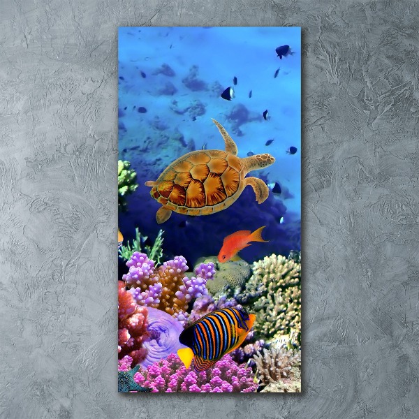 Staand foto plexiglas Koraalrif