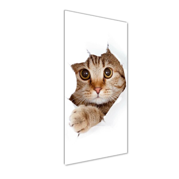 Staand foto in plexiglas Kat