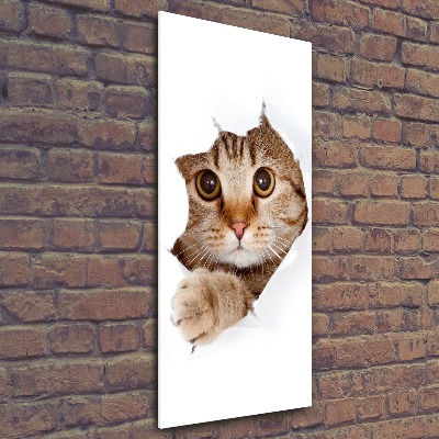 Staand foto in plexiglas Kat