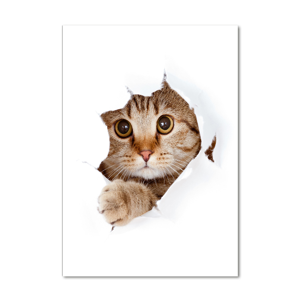 Staand foto in plexiglas Kat