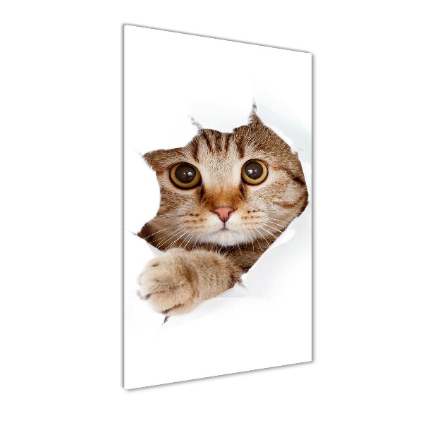 Staand foto in plexiglas Kat