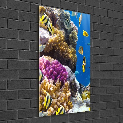 Staand foto op plexiglas Koraalrif