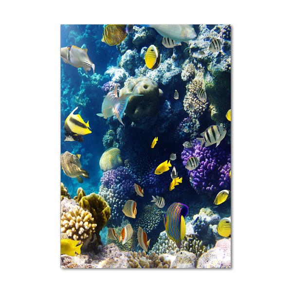 Staand foto op plexiglas Koraalrif