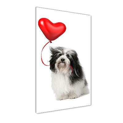 Staand foto plexiglas Havanese met een ballon