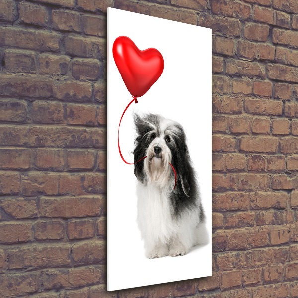 Staand foto plexiglas Havanese met een ballon