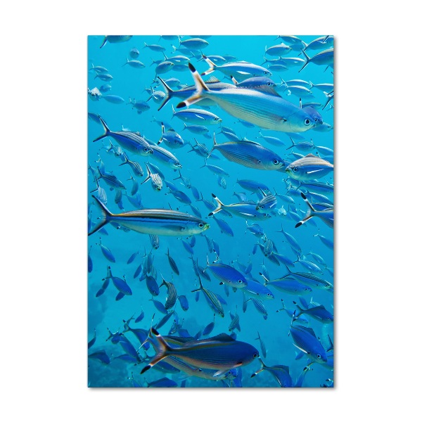 Staand foto op plexiglas Koraalvis