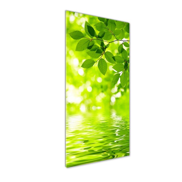 Staand foto op plexiglas Groene bladeren
