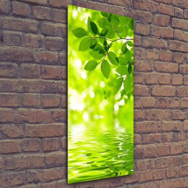 Staand foto op plexiglas Groene bladeren