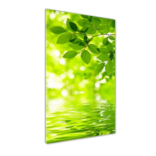 Staand foto op plexiglas Groene bladeren