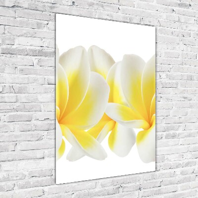 Staand foto op plexiglas Plumeria