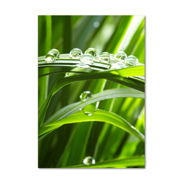 Staand plexiglas foto grassprieten