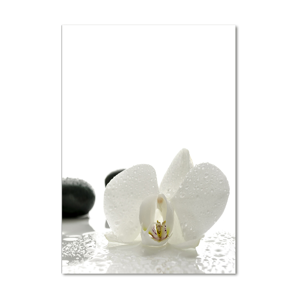 Staand foto in plexiglas Orchidee en stenen