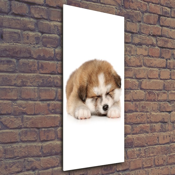 Staand foto op plexiglas Akita-puppy