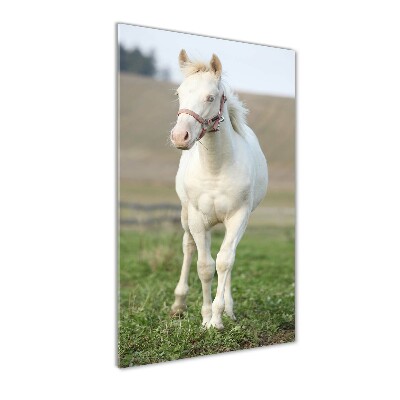 Staand plexiglas foto Albino paard