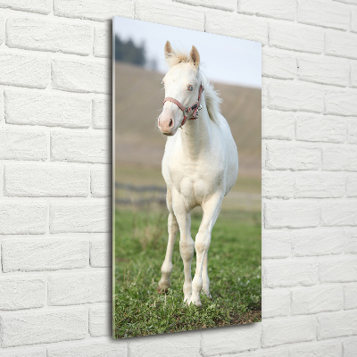 Staand plexiglas foto Albino paard