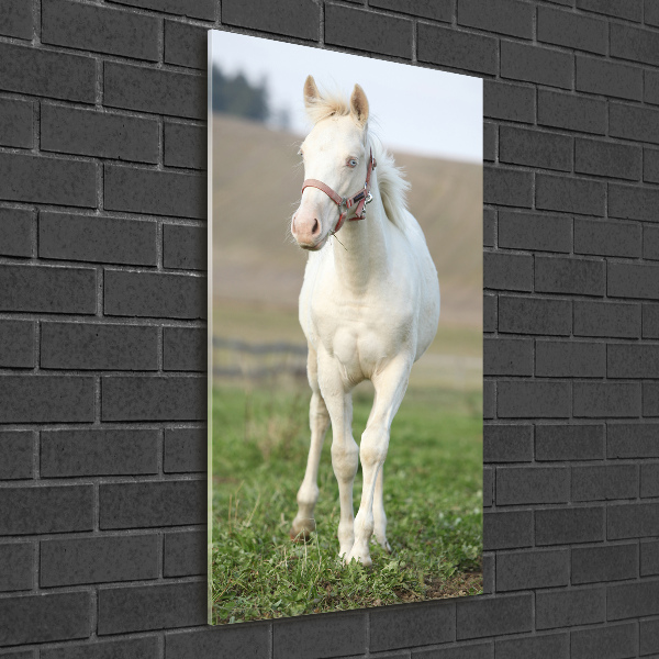 Staand plexiglas foto Albino paard