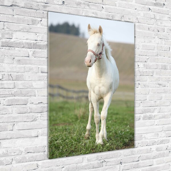 Staand plexiglas foto Albino paard