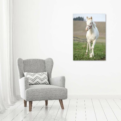 Staand plexiglas foto Albino paard
