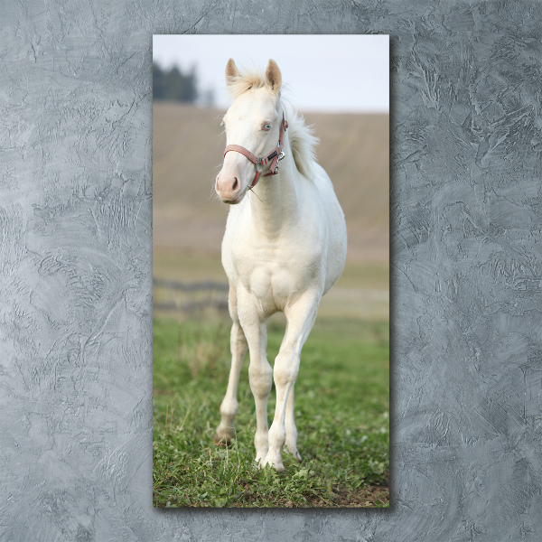 Staand plexiglas foto Albino paard
