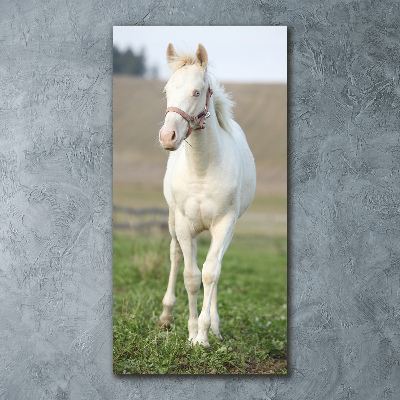 Staand plexiglas foto Albino paard