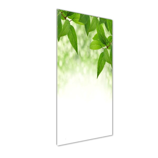 Staand foto op plexiglas Groene bladeren
