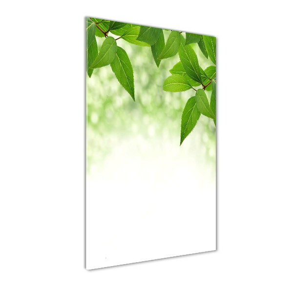 Staand foto op plexiglas Groene bladeren