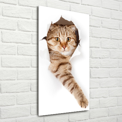 Staand foto in plexiglas Kat