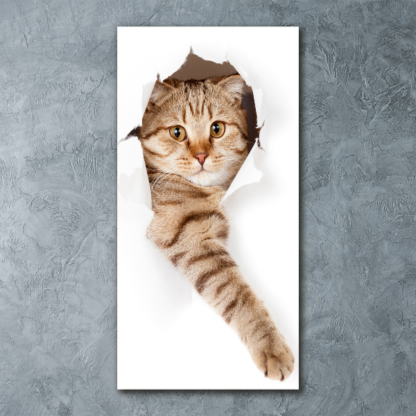 Staand foto in plexiglas Kat