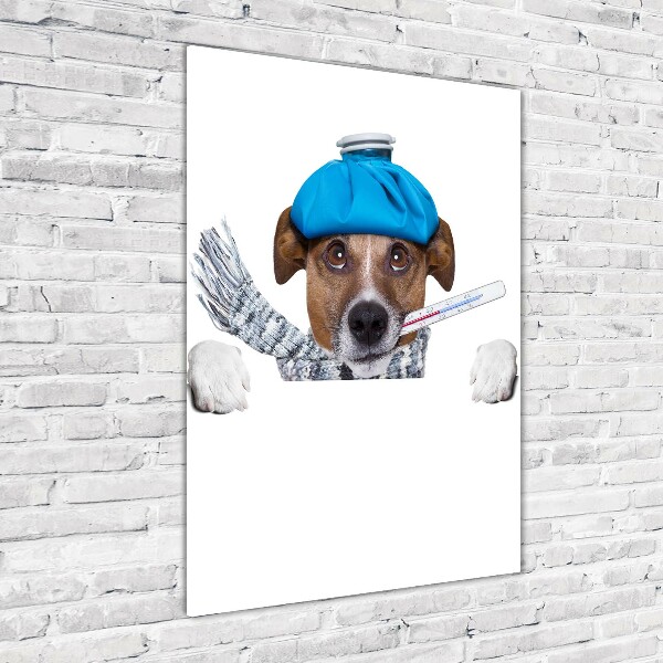 Staand plexiglas foto Zieke hond