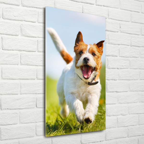 Staand plexiglas foto Jack Russell hond