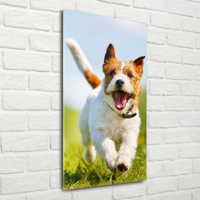 Staand plexiglas foto Jack Russell hond