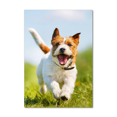 Staand plexiglas foto Jack Russell hond