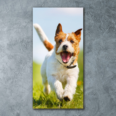Staand plexiglas foto Jack Russell hond