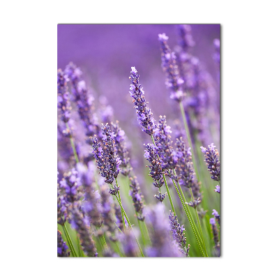 Staand plexiglas foto Lavendelveld