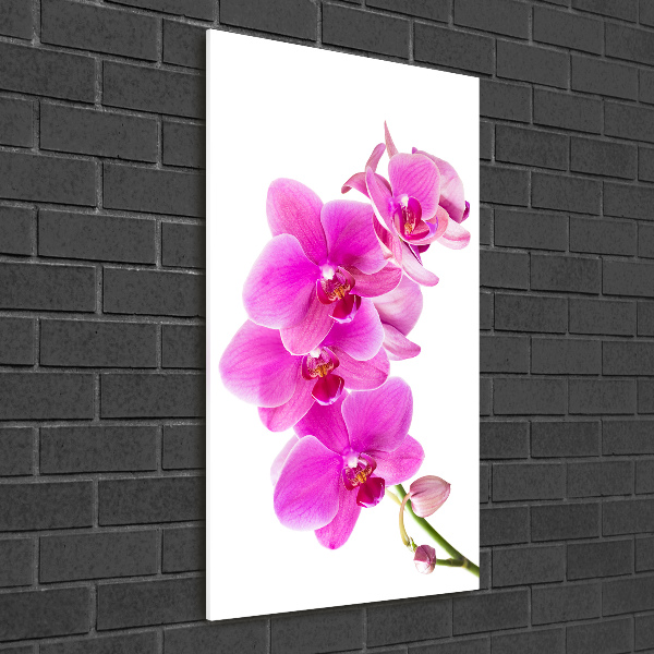 Staand foto plexiglas Roze orchidee