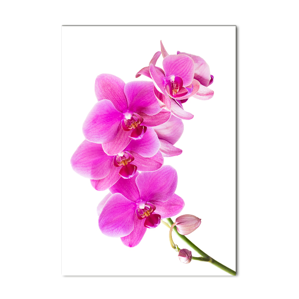 Staand foto plexiglas Roze orchidee