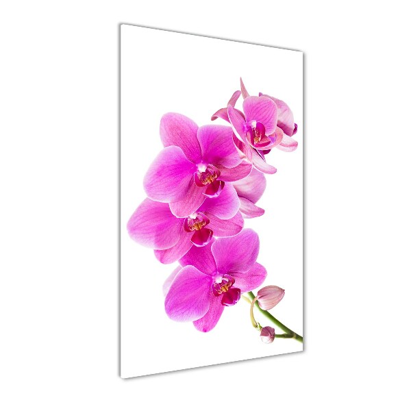 Staand foto plexiglas Roze orchidee