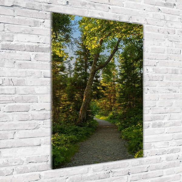 Staand foto plexiglas Pad in het bos