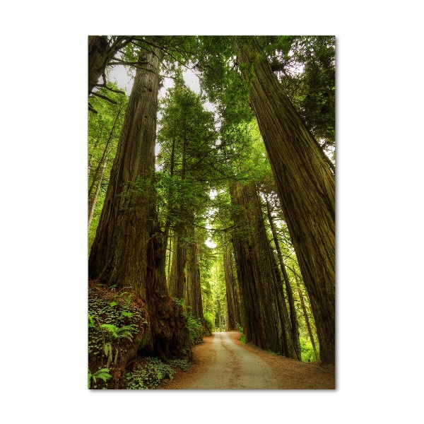 Staand foto in plexiglas Pad in het bos