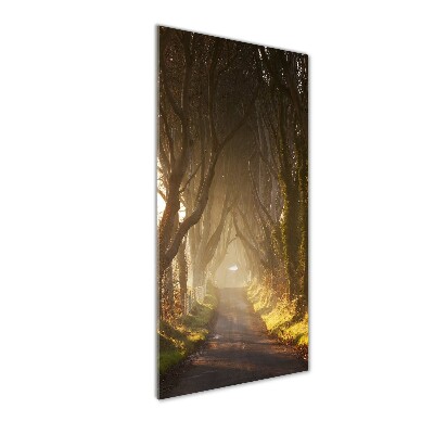 Staand foto plexiglas Pad in het bos