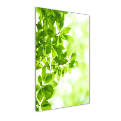 Staand foto op plexiglas Groene bladeren