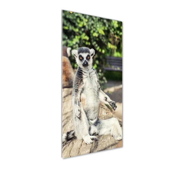 Staand foto plexiglas Lemur