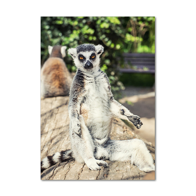 Staand foto plexiglas Lemur